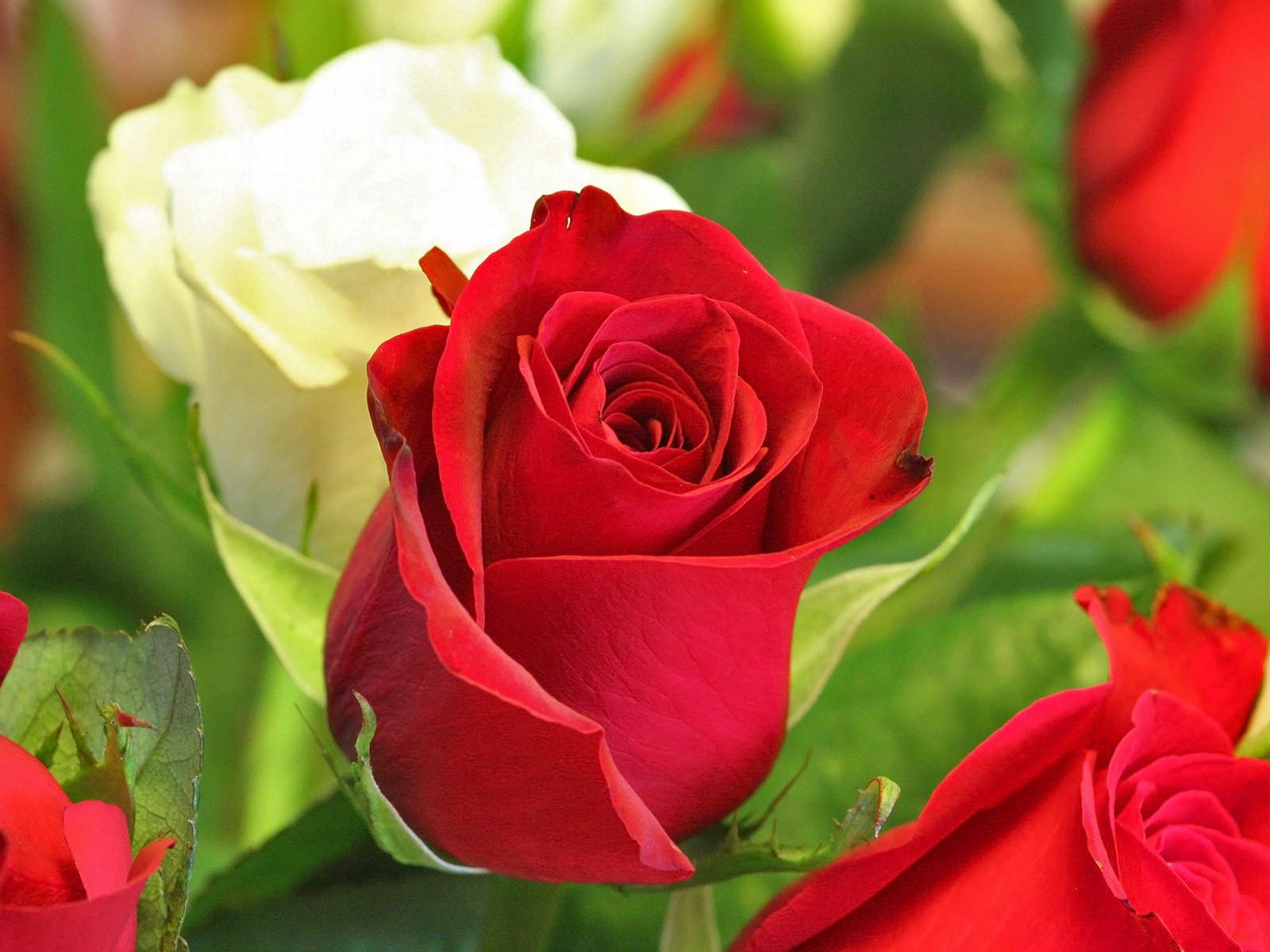 Beautiful Flowers - Flowers HD
