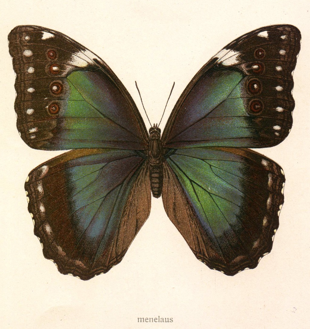 Vintage Printable: Graphic Butterfly | Vintageprintable