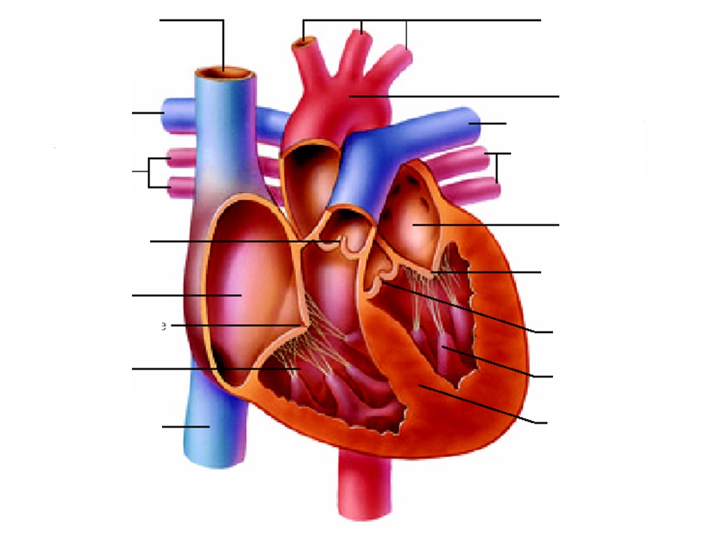 Heart Diagram Unlabeled - ClipArt Best