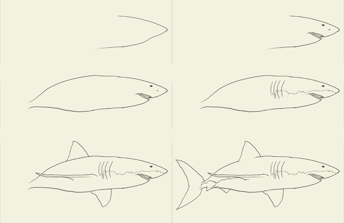 How to draw shark | drawing and digital painting tutorials online
