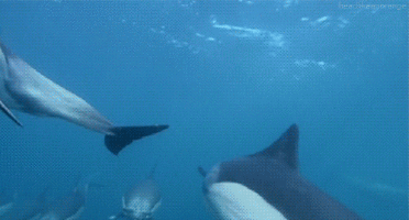 Common Dolphin GIFs on Giphy