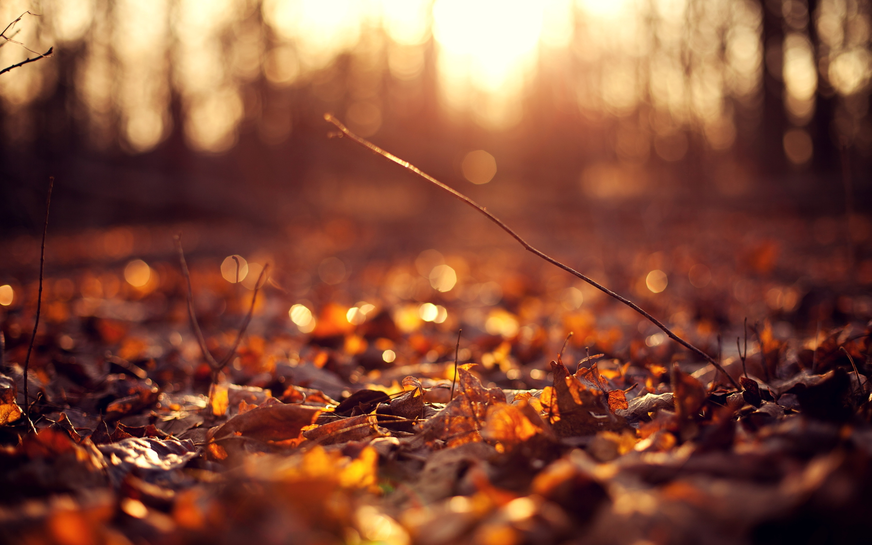 Autumn leaves ground sunset #6990282