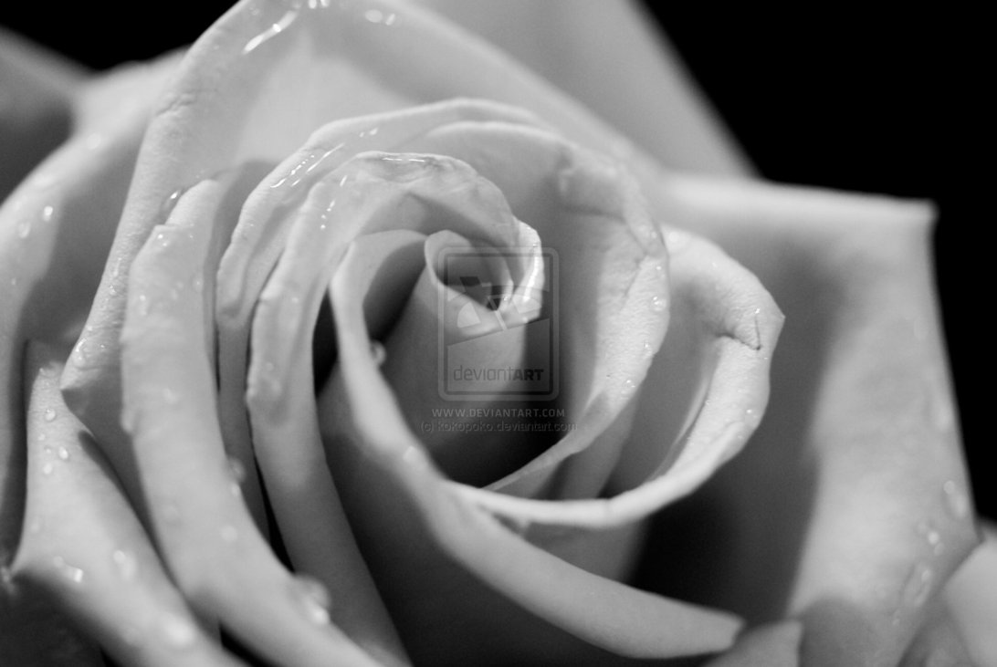 Rose Images Black And White - Desktop Backgrounds