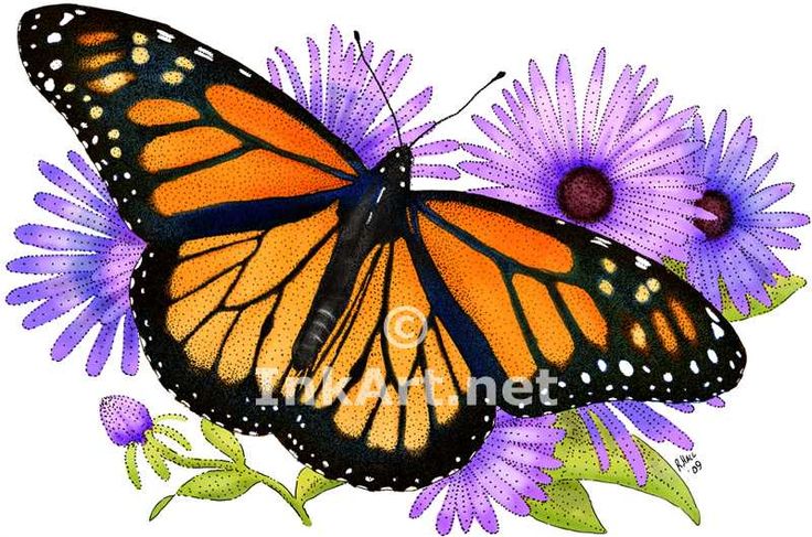 Butterfly Drawings in Color | Full color illustration of a Monarch ...