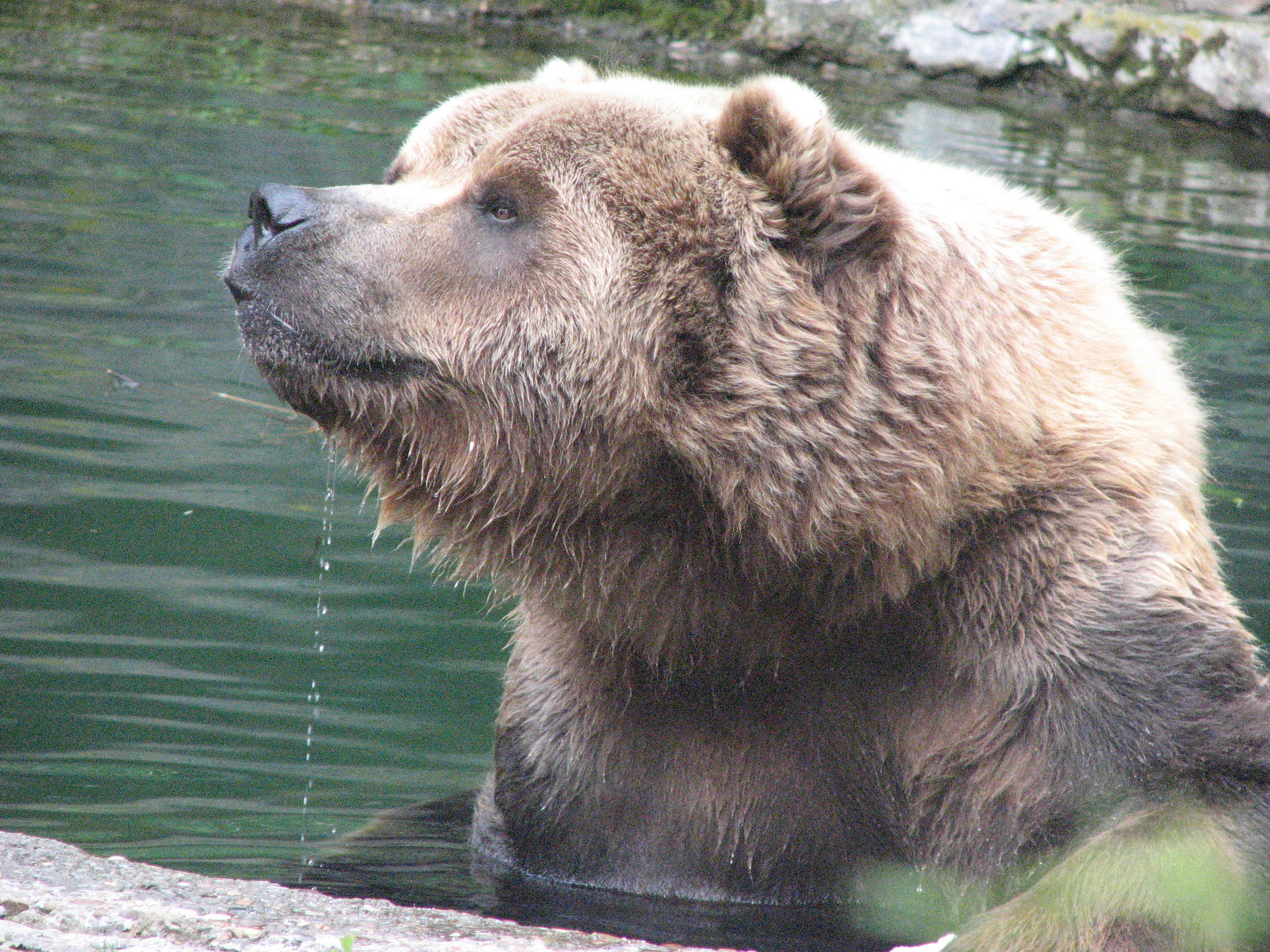 Pics from the zoo - Animals Photo (1674849) - Fanpop