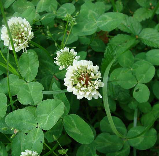 6 Reasons Why I Chose White Clover as a Living Mulch — Seattle ...