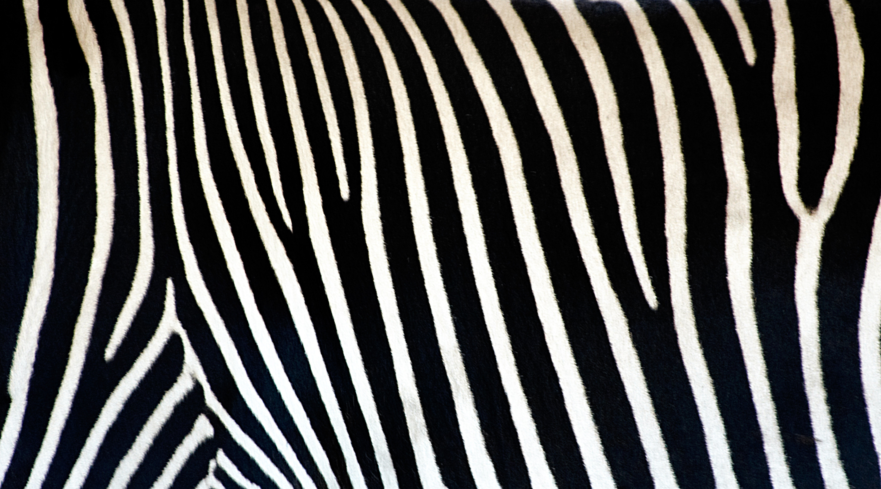 Zebra Print Wallpaper - Cliparts.co