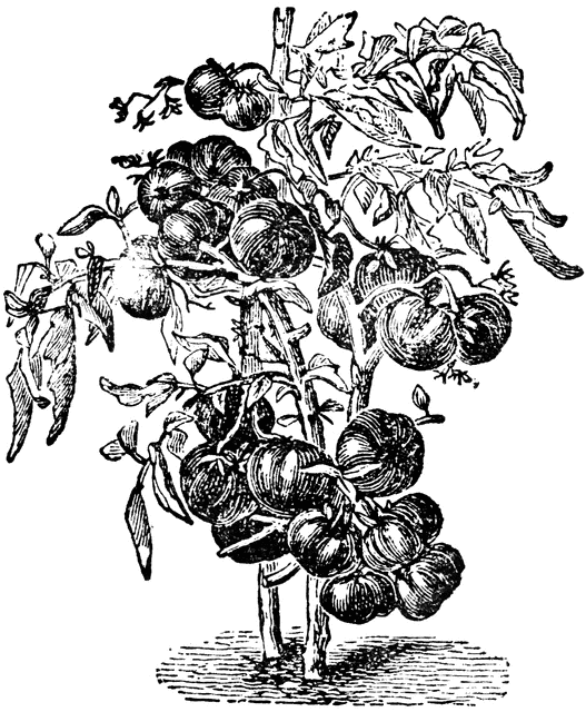 Tomato Plant | ClipArt ETC