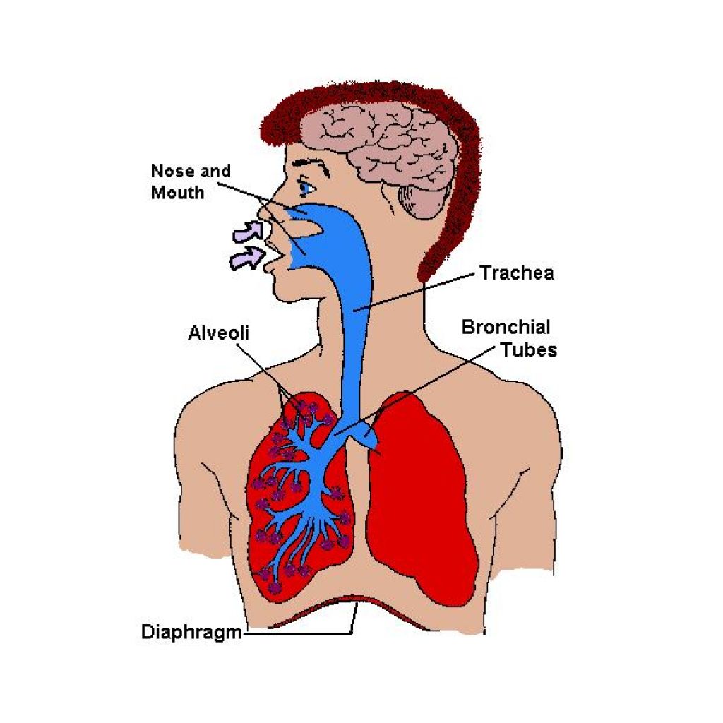 Internal Organs Of The Human Body Kidneys Stomach Or Lungs Fig 2 9 ...