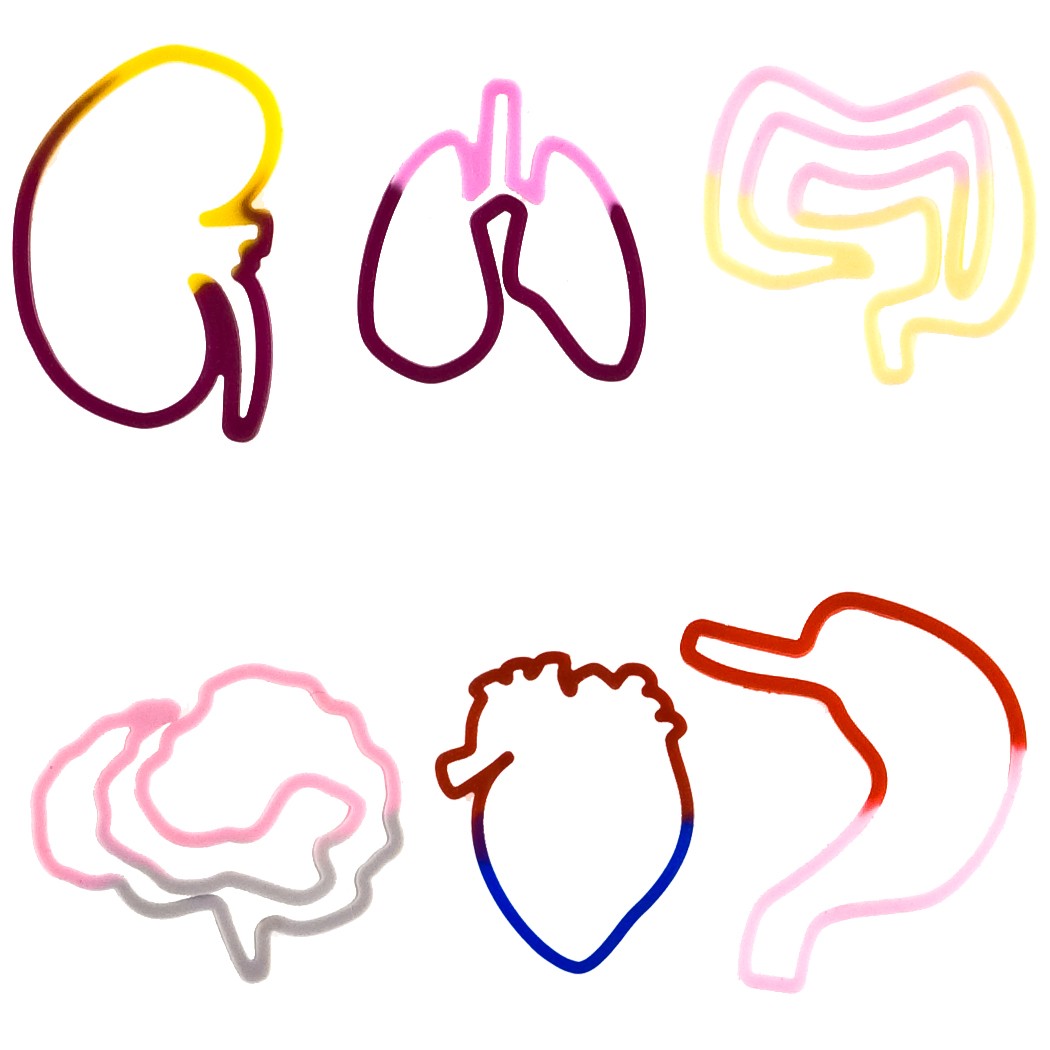Body Organs Bands - Big Kids - Age