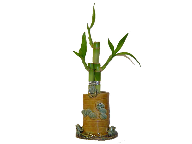Create your own Lucky Bamboo arrangement