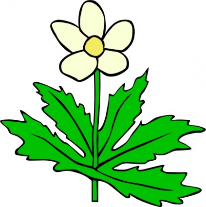 anemone-canadensis-flower-clip ...