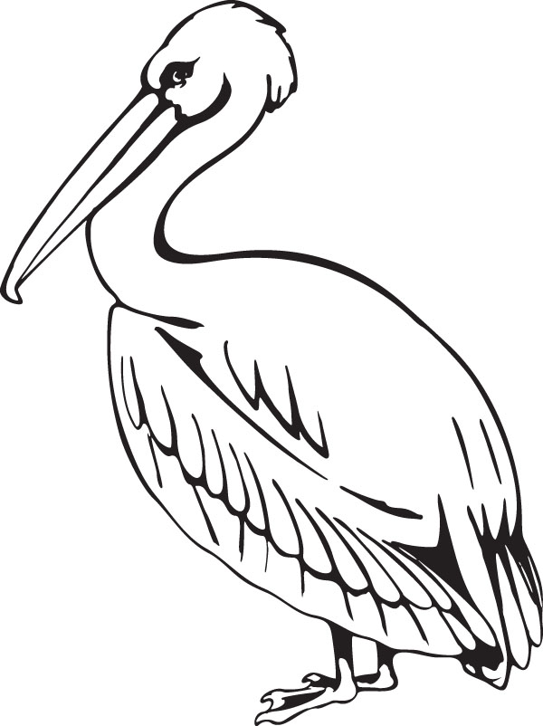 pelican2-1.jpg