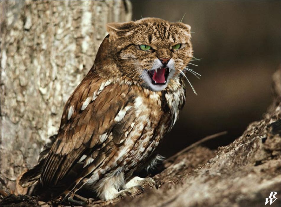 Owl just fit right in here. : pics