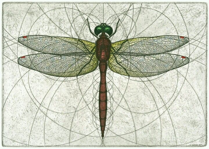 Dragonfly drawing | dragonfly | Pinterest