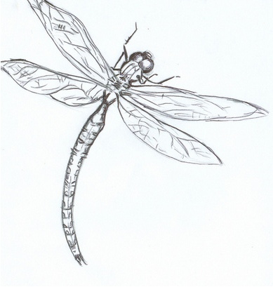 dragonfly by embryo-spark on DeviantArt