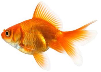 Fantail Goldfish Types