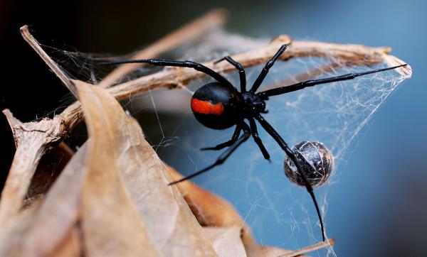 What Happens to Black Widow Spiders During the Winter? | Animals ...