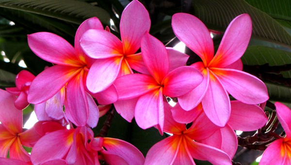 Aloha Hawaiian Flowers » Uncategorized
