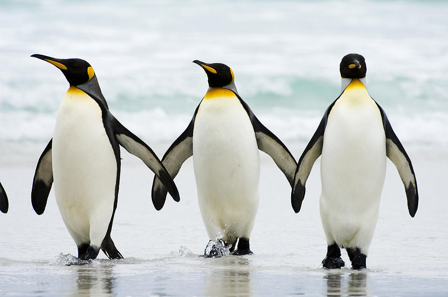 Penguin history and some interesting facts