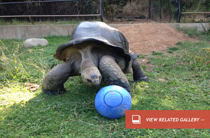 Zoo Animals Love New Nearly Indestructible Toy : Discovery News