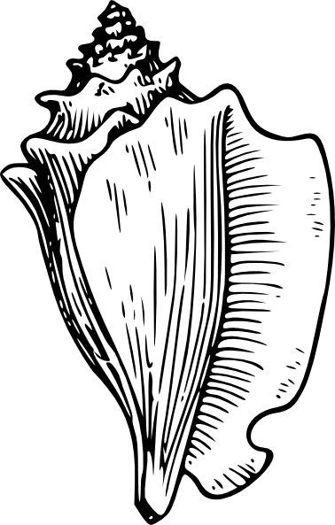 Shell Clip Art Black and White | Conch Large Snail clip art ...