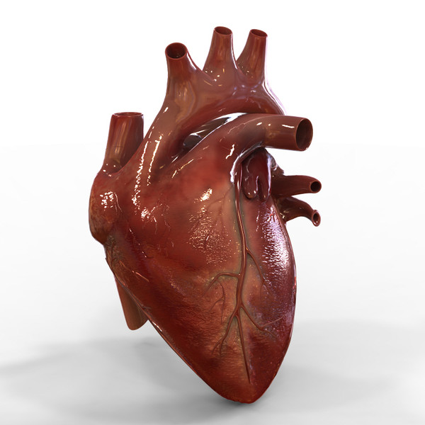 3d model heart
