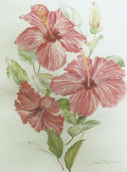 Hibiscus Flower Drawing - Cliparts.co