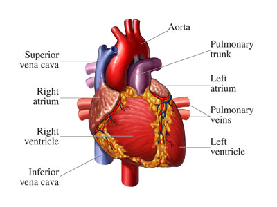Heart Pictures - HowStuffWorks