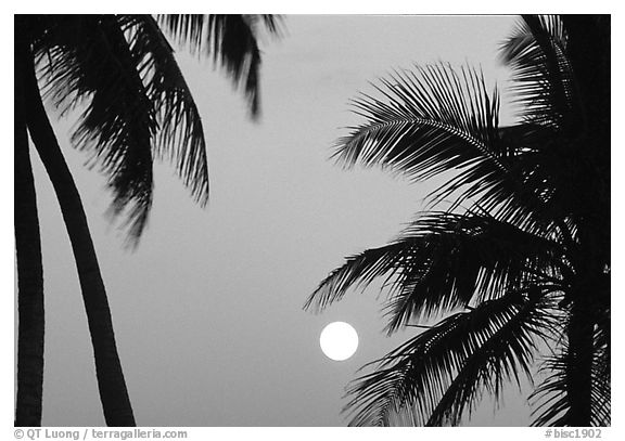 Black And White Picture/Photo: Palm Trees Leaves And Moon, Convoy ...