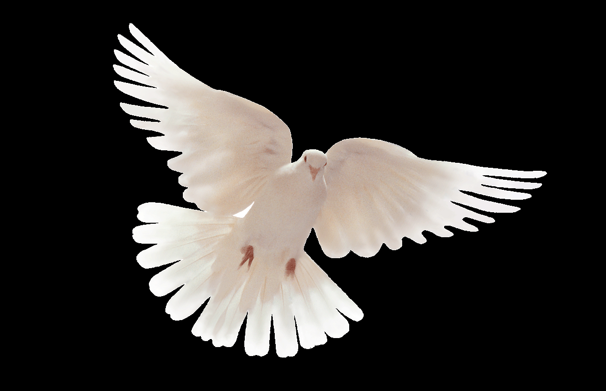 Flowers+Doves+In-Flight | Dove wallpaper HD ...