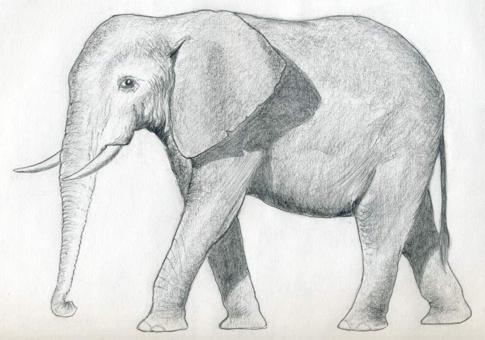 how-to-draw-an-elephant10.jpg