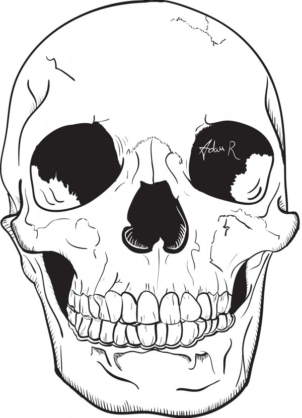 Illustrated Skull Vector - Attacking Pixels