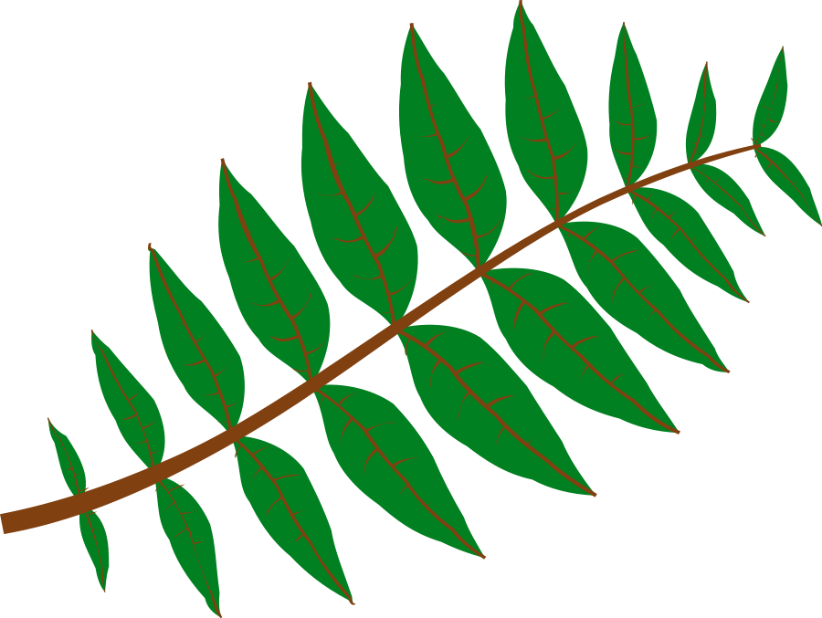 Pinnate Leaf small clipart 300pixel size, free design