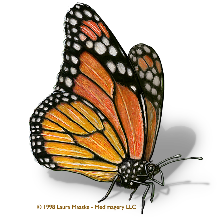 Scientific Illustration | Monarch Butterfly