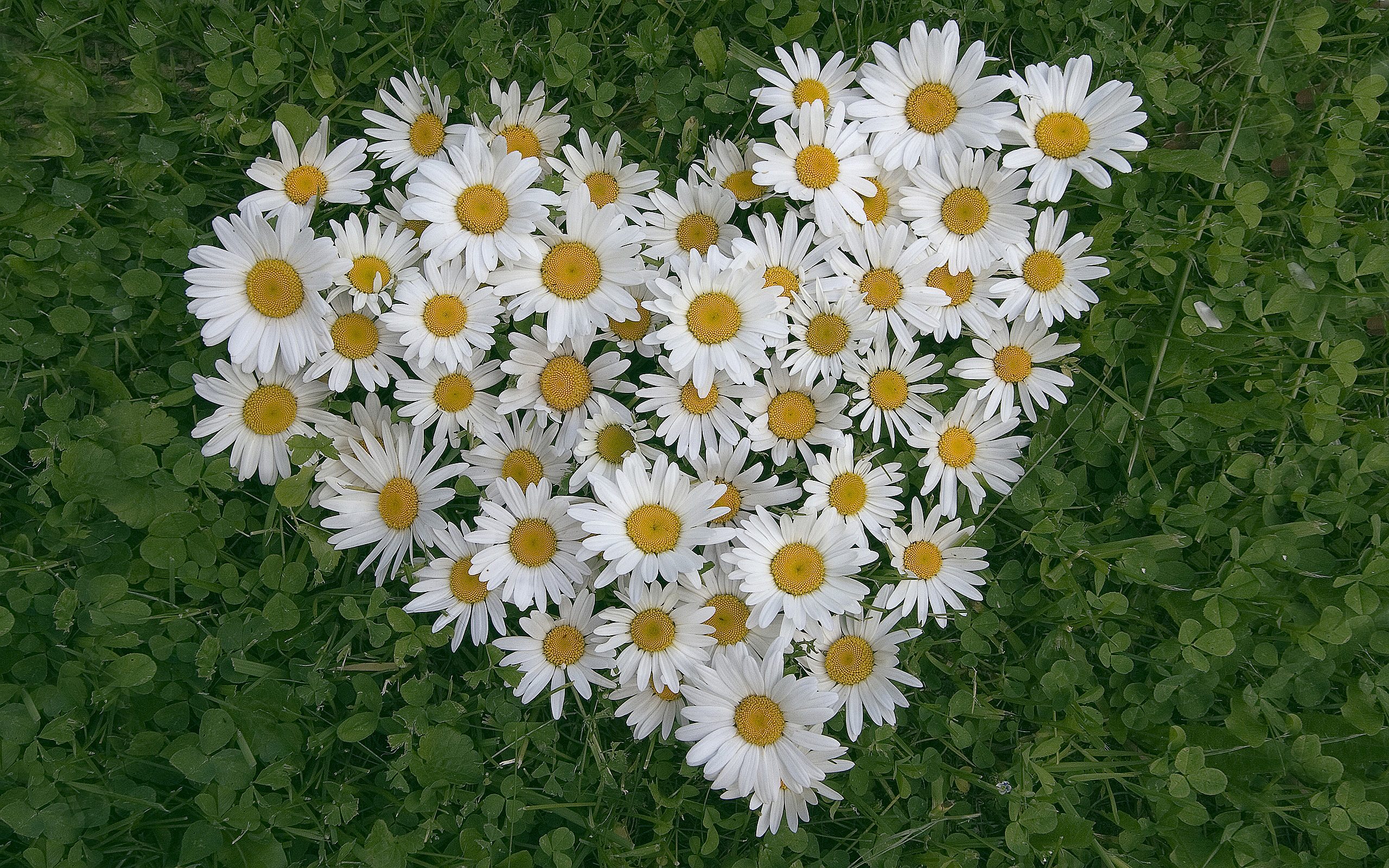 Silkweeds: Cadbury Eggs, Sunshine, Daisies... All things that make ...