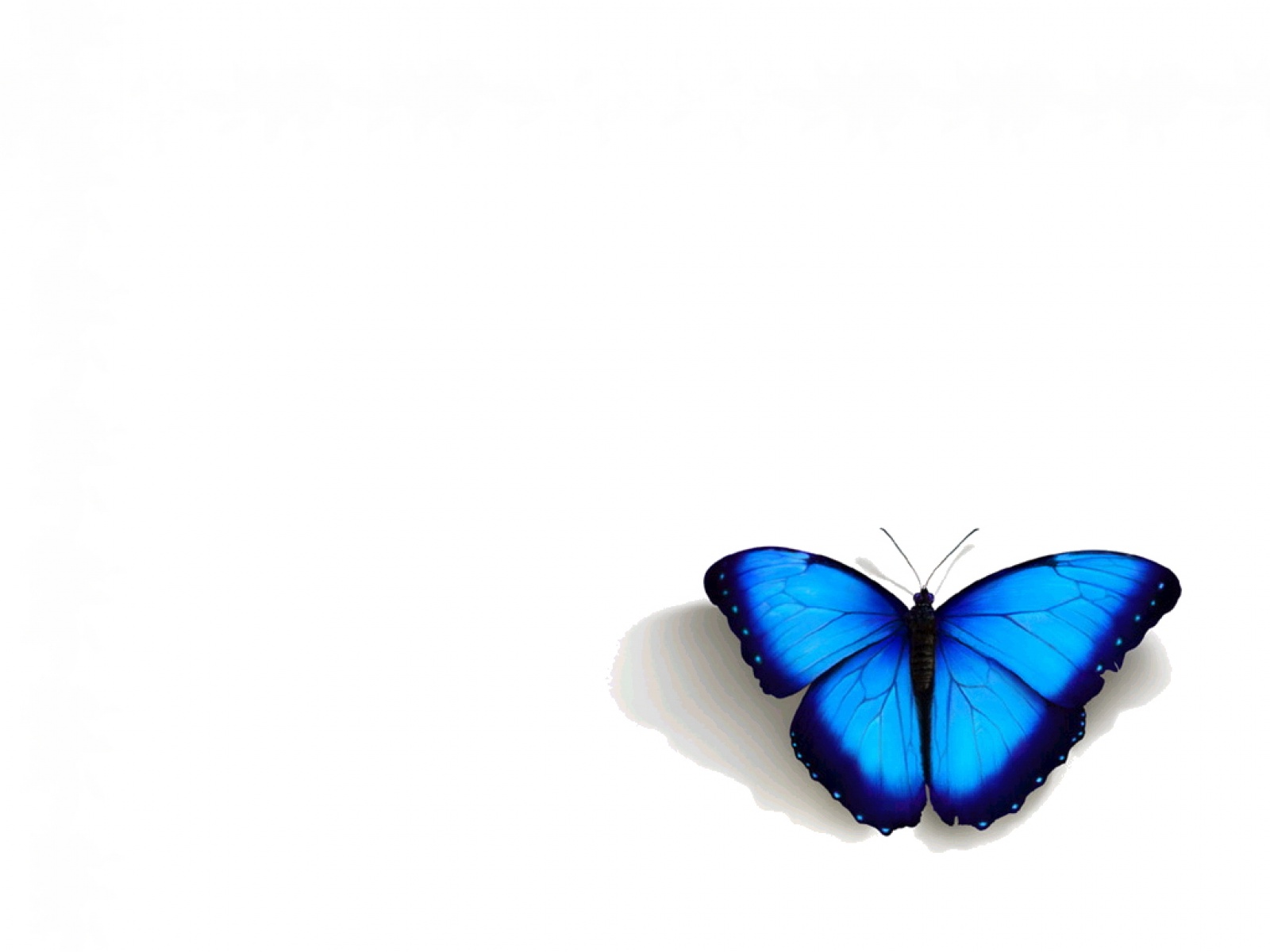 45 Stunning Butterfly Wallpaper Collection