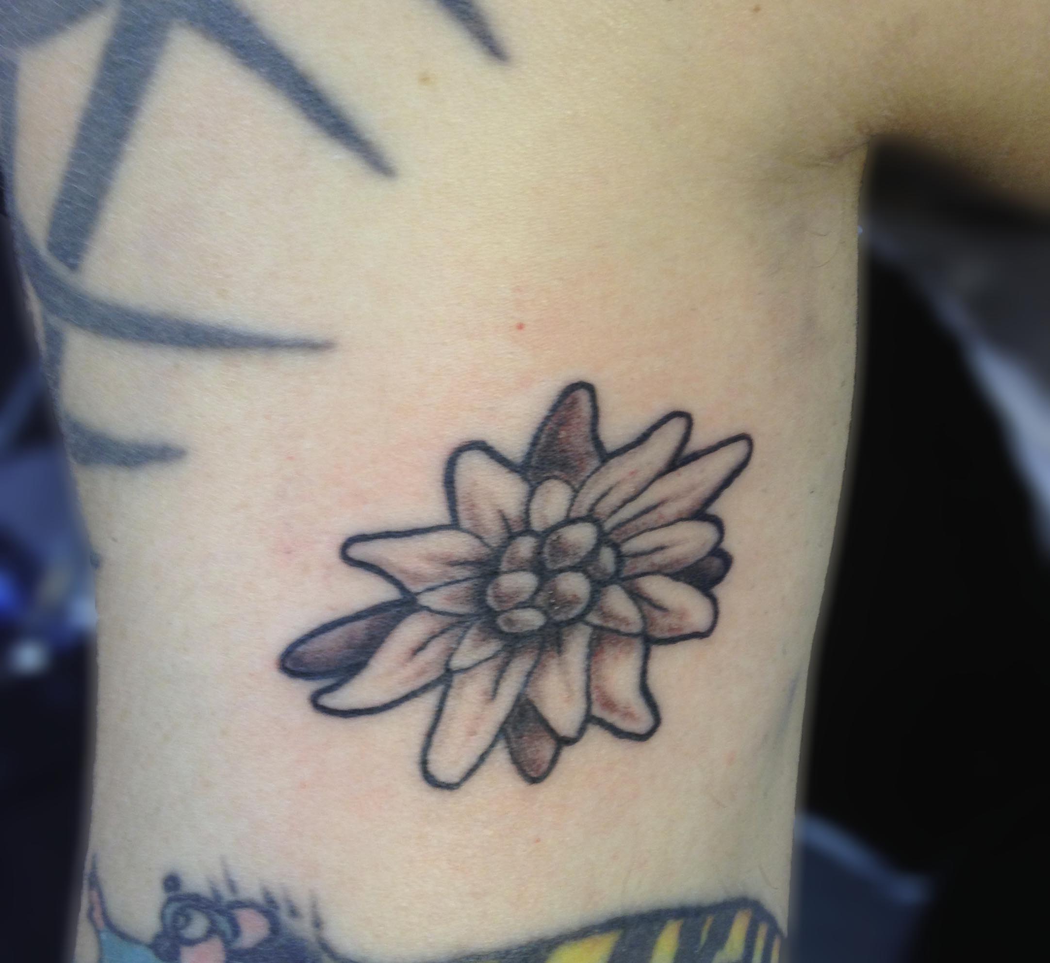 daisyatsecretink | This WordPress.com site is the cat's pajamas