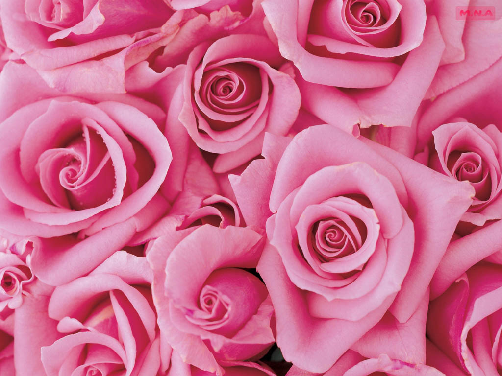 You searched for Pink Flowers - The Best Wallpaper and Backgrounds
