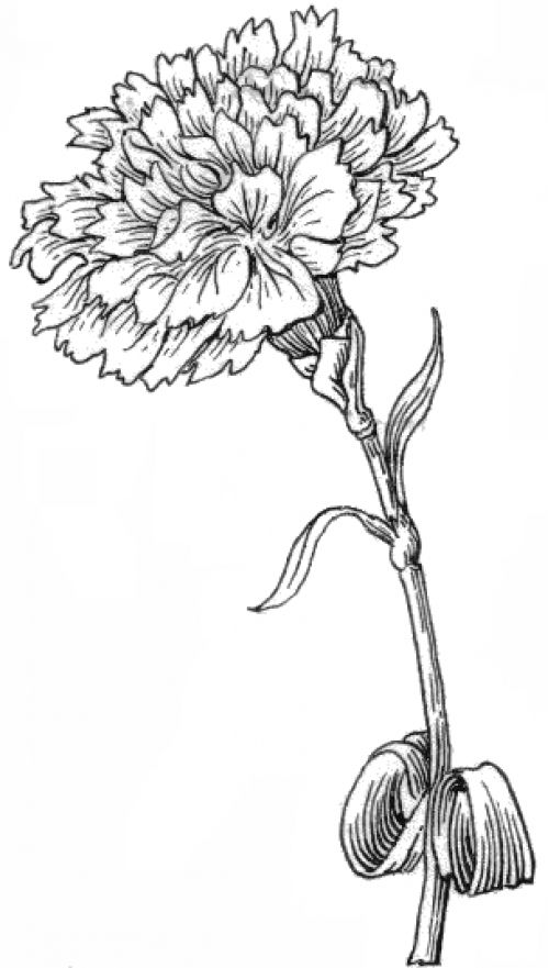 black and white carnations drawing image | Painted flowers | Pinterest