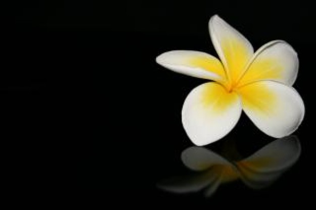 Frangipani Flower, perfume Photo | Free Download