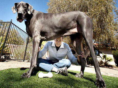 Wow, thats a big dog… « WCBS-FM 101.1