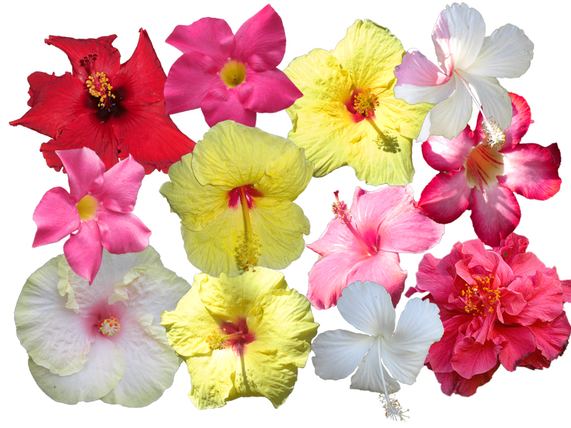 DeviantArt: More Like Hawaiian Flowers by jilbert