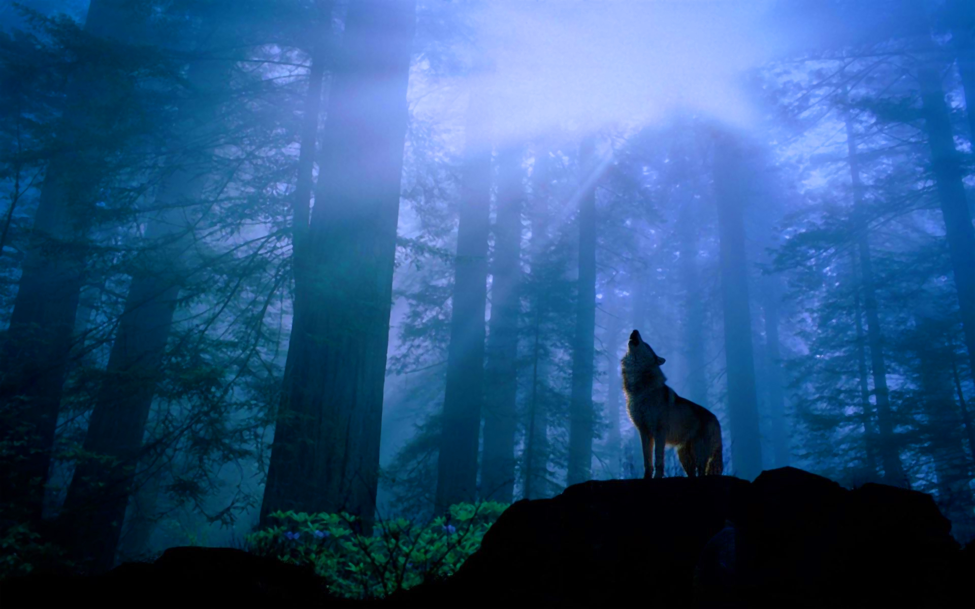 Howling wolf in forest #6999744
