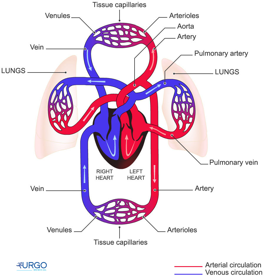 Anatomy & Physiology 2.5 - The Circulatory System