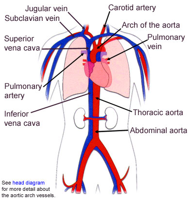 Circulatory System (Blood and Heart): Task