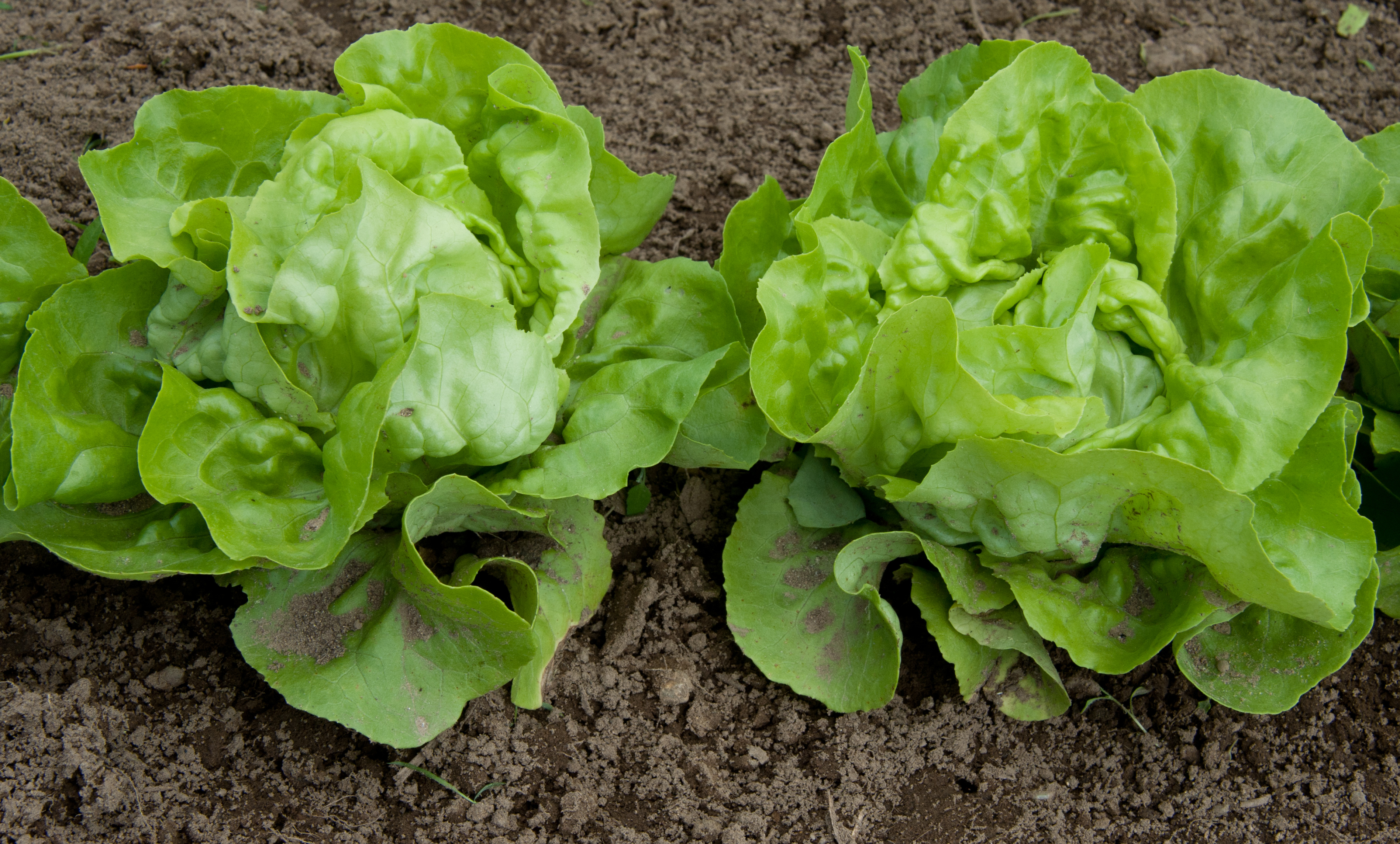 Lettuce | Edible Landscape Guru