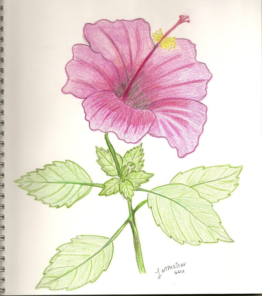 Hibiscus Flower by Jarmahar on DeviantArt