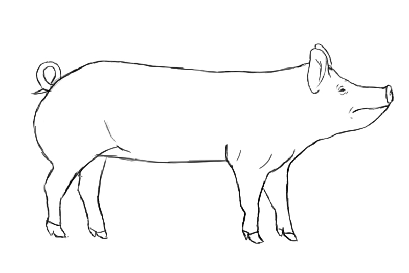 How To Draw A Pig - Draw Central
