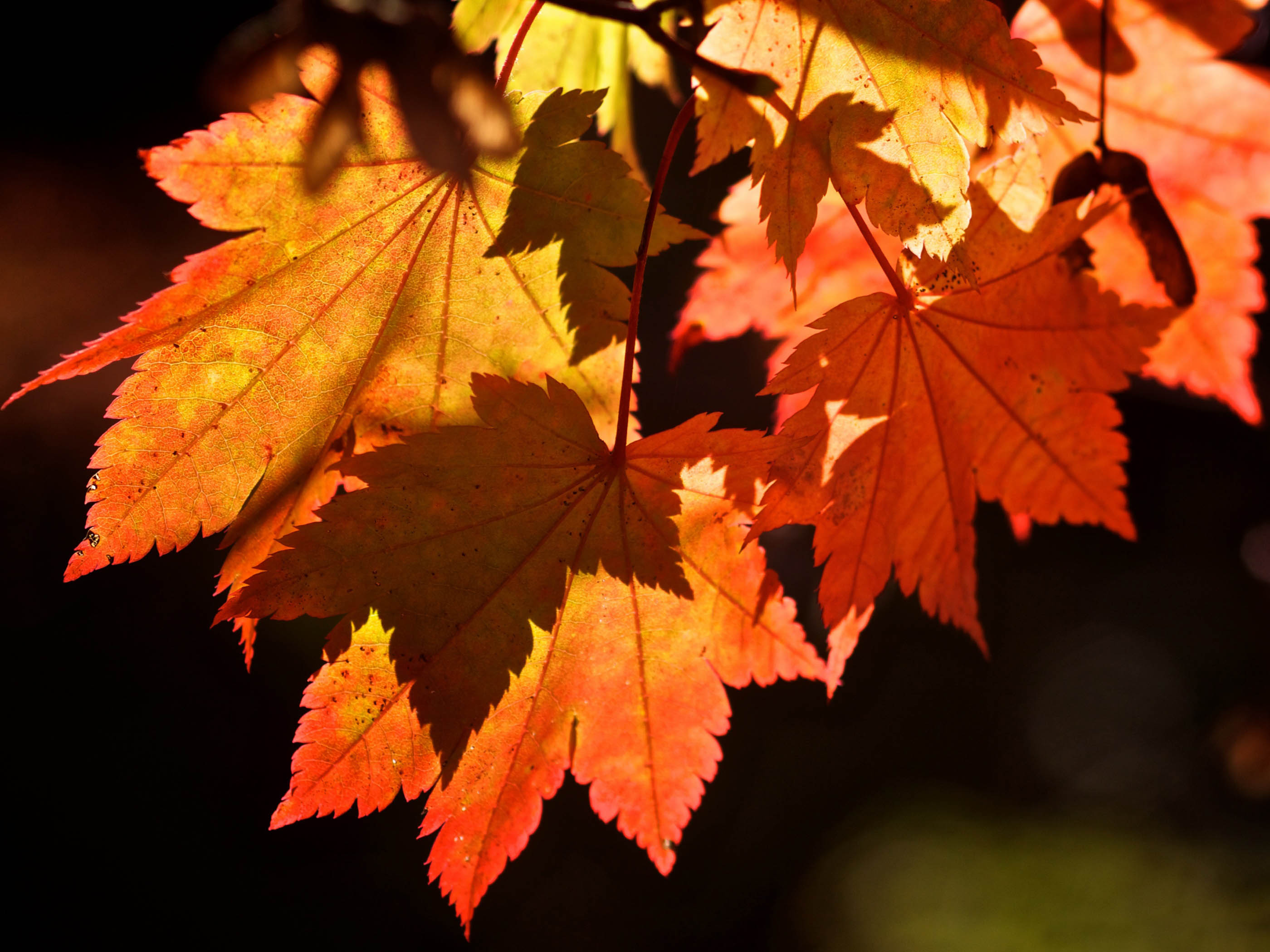 Autumn Leaves Background #7002483